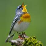 Hùng Nguyễn Mạnh Profile Picture