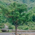 nhi linh Profile Picture